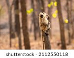 Small photo of Gray or Hanuman langurs or indian langur or monkey portrait on tree trunk itching during outdoor jungle safari at bandhavgarh national park or forest reserve madhya pradesh india - Semnopithecus