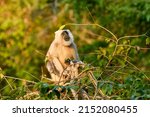 Small photo of Himalayan Tarai gray langur or northern plains gray langur in natural green background with funny expression at jim corbett national park forest reserve uttarakhand india - Semnopithecus hector