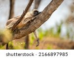 Small photo of Gray or Hanuman langurs or indian langur or monkey resting or siesta on tree in summer season ungle safari at ranthambore national park forest sawai madhopur rajasthan india - Semnopithecus
