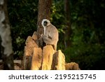 Small photo of Himalayan Tarai gray langur or northern plains gray langur portrait on termite mound in natural green background at jim corbett national park forest reserve uttarakhand india - Semnopithecus ajax