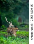 Small photo of big antler male spotted deer or chital or axis deer or axis axis in wild natural green scenic background in winter outdoor wildlife safari at dhikala jim corbett national park forest uttarakhand india