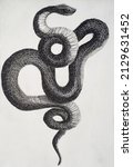 Hand Drawing Of Snake In Black...