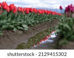 Washington State Tulips  Spring ...