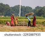 Small photo of Rural Indian people or female or woman work in the paddy field in the village farm. Beautiful agricultural landscape of countryside India while women's winnowing paddy. 18 December 2022, Uttar Pradesh