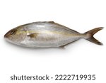 Small photo of greater amberjack isolated on white background