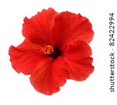 A Red Hibiscus Flower Isolated...