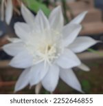 Small photo of Defocused blurry abstract background of a white fishbone cactus flower blooming in the backyard