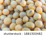 closeup yellow raw soybean... | Shutterstock . vector #1881503482