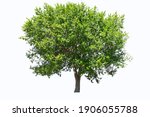 tree isolated on white... | Shutterstock . vector #1906055788