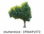 tree isolated on white... | Shutterstock . vector #1906691572