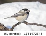 Black Capped Chickadee With A...