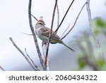 American Tree Sparrow Perching...