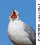 Small photo of Common gull, mew gull, or sea mew big yawn
