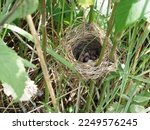 Nest Of Field Bird With Newborn ...