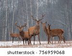 Red Deer Stag In Winter. Winter Wildlife Landscape With Herd Of Deer (Cervus Elaphus). Deer With Large Branched Horns On The Background Of Winter Forest.  Stag Close-Up, Artistic View. Trophy Deer