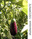 Small photo of Brinjal Farming or Brinjal crop in the field