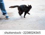 Small photo of Blurred photo in motion. Funny black cat running. Crazy rebound
