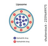 Liposome, with hydrophilic and hydrophobic loads. Phospholipids, Drug encapsulation. Vector illustration.