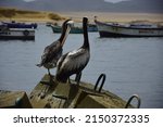 Aquatic Birds At Paracas...