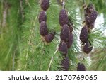Young Larch Cones On A Branch...