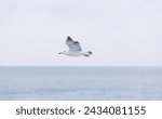 A black tailed gull gliding in...