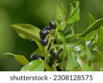 Small photo of A Cherry laurel bush fruiting in late spring in the UK. The bright black berry contains toxins and should be regarded as inedible. Cherry Laurel water is a questionable medicine. See your Pharmacist