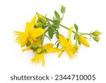 Small photo of saint john's wort or Hypericum flowers isolated on white background. Top view. Flat lay