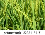 Small photo of Classification of rice plants (Oryza sativa) is a plant that belongs to the grass family (Poaceae) which is used as a staple food. Rice fruit develops in lemma and palea and has a layer called husk.