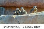 A Family Of Meerkats Posing To...