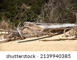 Beach With Driftwood And...