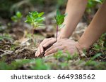 Hands of farmer growing and nurturing tree growing