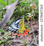 Small photo of Beautiful butterfly,butterfly,beautiful butterfly,beautiful,beautiful butterflies,butterfly videos,beautiful