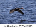 Muscovy Duck Flying Over Water