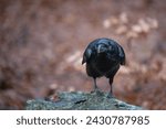 Small photo of Black bird raven with open beak sitting on the stone. Rocky habitat with big black bird, rainy day in Europe. Common raven (Corvus corax)