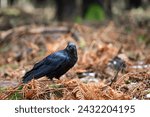 Small photo of The common raven Corvus corax, also known as the northern raven, autumn or early sprig forest.