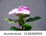 Catharanthus Roseus Commonly...