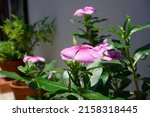 Catharanthus Roseus Commonly...