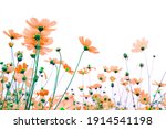 beautiful pink cosmos flowers... | Shutterstock . vector #1914541198