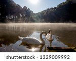 The Swans Couple Lover In Pang ...