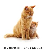 Mom Cat With Kitten Isolated On ...