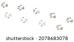 Dog footprints on a white background isolated on a white background.