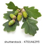 Green Acorns Isolated On A...