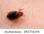 Bed bug Cimex lectularius on human skin.