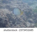 Small photo of Vagabond butterflyfish swimming in the sea