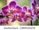 Orchidaceae flourishes in the garden, painting a beautiful picture