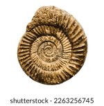 Marine animal mollusk fossil...