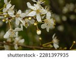 White Blooming Hawthorn Flowers ...