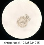 Small photo of Beautiful hatching blastocyst from thawed embryos in in vitro laboratory.
