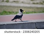 Small photo of Urban Scavenger: A Clever Crow Carries Chips in its Beak, Navigating the Concrete Jungle, a Testament to Adaptability and Resourcefulness