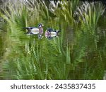 Small photo of Wood ducks swimming in pond at Red Bug Slough Preserve in Sarasota, Florida.